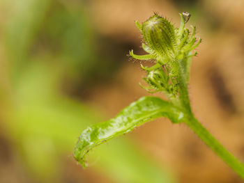 Close-up of fresh green plant