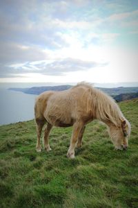 Wild welsh mountain pony grazing on sea coast