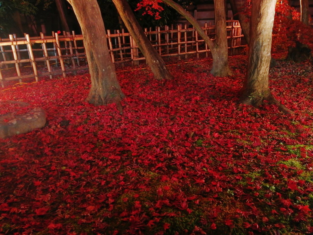 RED FLOWERING PLANTS AND TREES IN PARK
