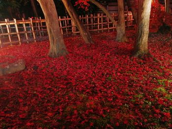 Red flowering trees in park during autumn