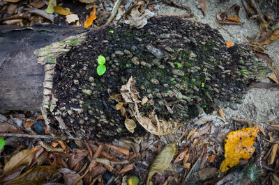 Close-up of tree trunk