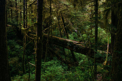 Trees growing in forest