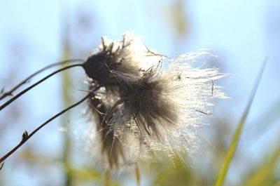 Close-up of insect on flower