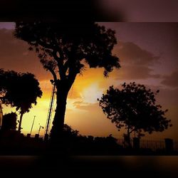 Silhouette of trees at sunset