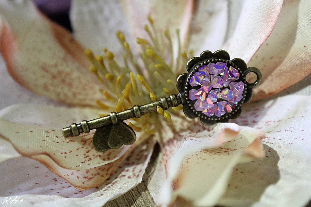 flower, flowering plant, plant, close-up, indoors, no people, freshness, still life, beauty in nature, nature, flower head, inflorescence, petal, high angle view, selective focus, table, focus on foreground, pattern, vulnerability, purple, floral pattern, personal accessory