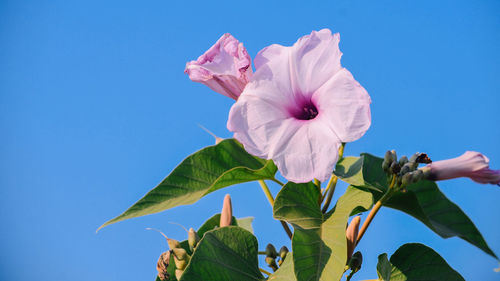 Low angle view of flowering plant against blue sky