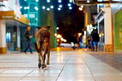 Dog on illuminated street at night