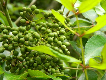 Close-up of wild berries