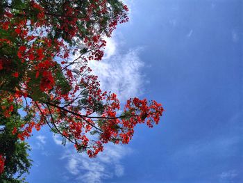 Low angle view of flowering tree against blue sky