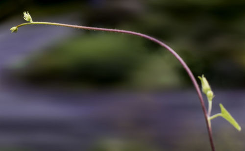 Close-up of fresh green plant