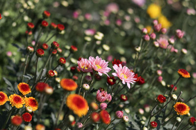 Close-up of flowers blooming outdoors