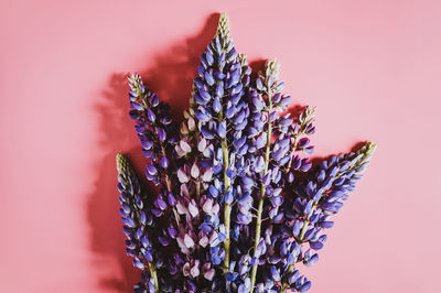 Close-up of purple flowering plant against pink background