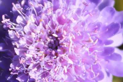 Close-up of purple flowering plant