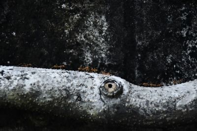 Close-up of lizard on rusty metal