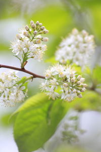 Close-up of white flowers on tree