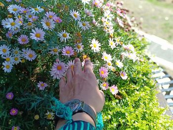 Midsection of woman picking flowers