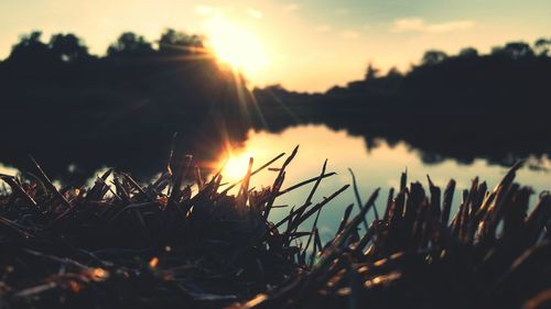 Dry plants by calm lake during sunset