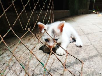 High angle view of cat