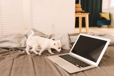 Cat lying on table at home