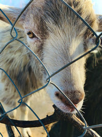 Close-up of a dog