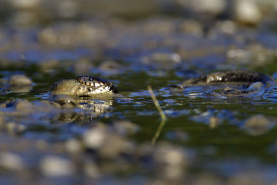 Grass snake eating a fish in kopacki rit, croatia