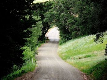 Road amidst trees in forest