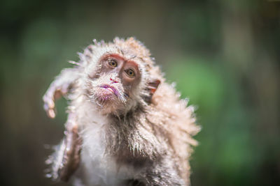 Monkey  in ubud monkey forest, bali.