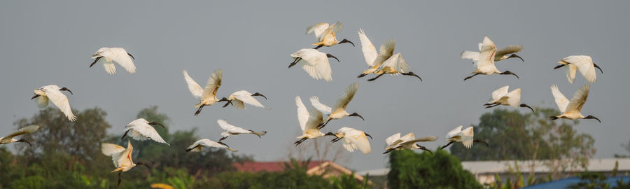 Low angle view of birds flying in the sky