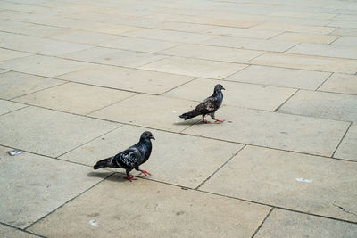 High angle view of pigeon perching on tiled floor