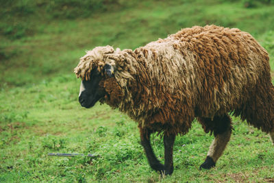 View of a sheep on field