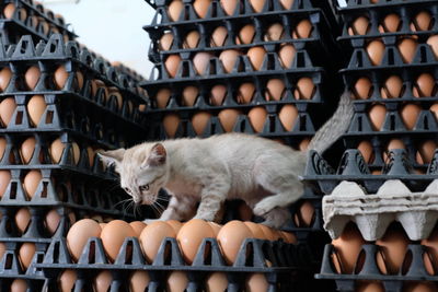 Cat walking on egg crates