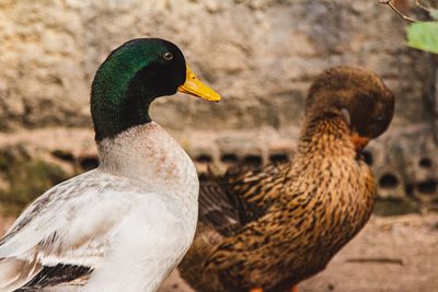 Close-up of mallard duck