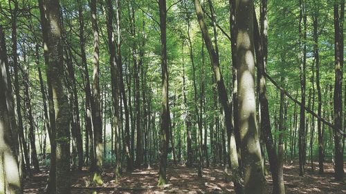 Trees in forest