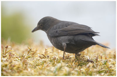 Side view of a bird on field