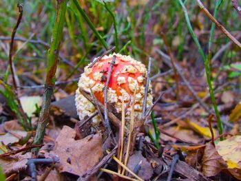 Close-up of mushroom growing on field