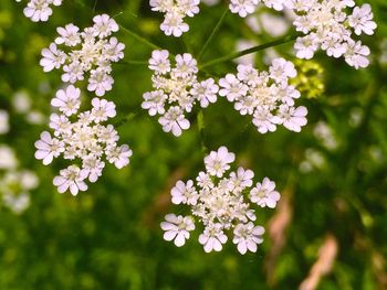 Close-up of white flowers