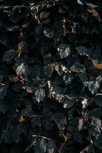 Full frame shot of dried leaves