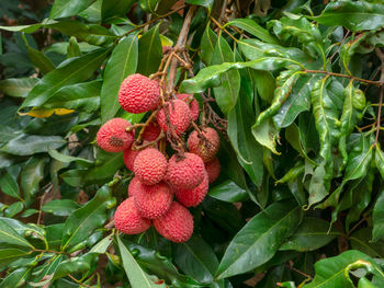 Close-up of strawberry growing on plant