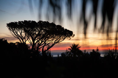 Silhouette trees against sky during sunset