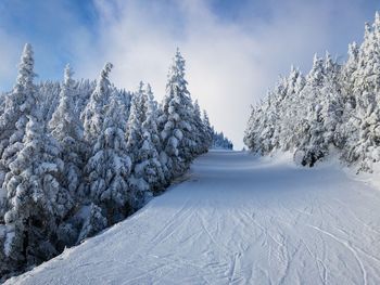 Snow covered trees against sky