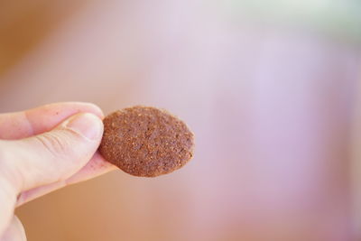 Close-up of hand holding cookies