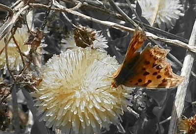 Close-up of butterfly on flower