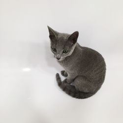 Close-up of kitten sitting against white background