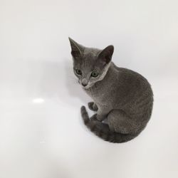 Portrait of cat sitting against white background