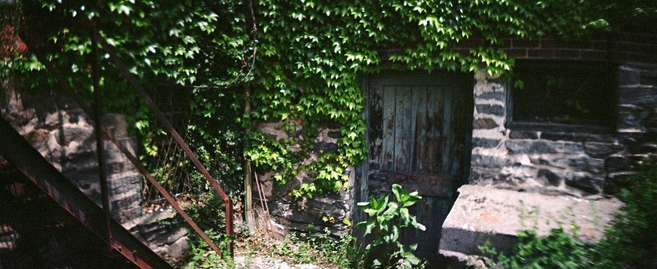 growth, green color, no people, tree, nature, outdoors, day, wood - material, ivy, plant, picket fence, close-up, architecture