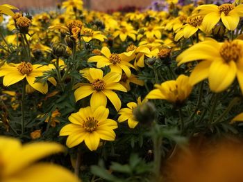 Close-up of yellow flowering plants on field