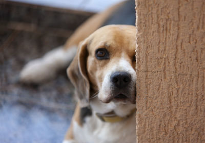 Close-up portrait of dog looking at camera