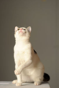 White cat looking up