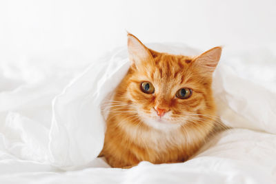 Cute ginger cat lies on bed. fluffy pet comfortably hides under white blanket.  