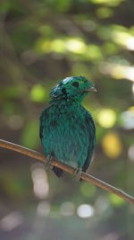 Close-up of bird perching on branch